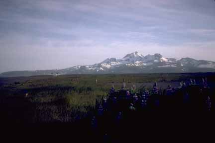 Photograph of snow-covered volcano in distance, green tundra in middle and foreground, purple flowers