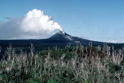 photo 040.  Low-elevation oblique aerial photo of small volcano smoking in background and dying forest in foreground