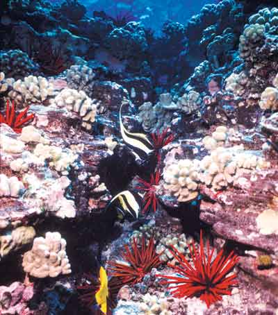 a photgraph showing the rich diversity of life on one of Hawaii’s coral reefs